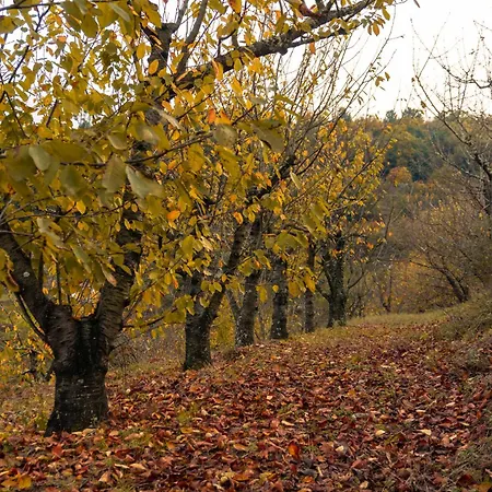 Cherry Douro Hill Ferienhaus *