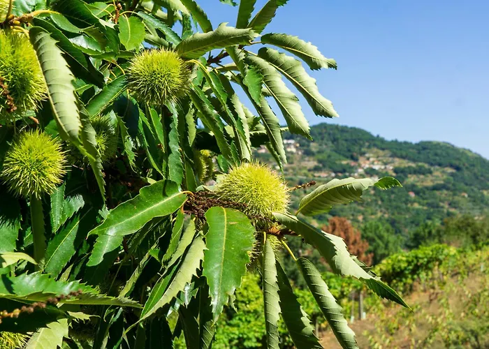 Cherry Douro Hill 펜션