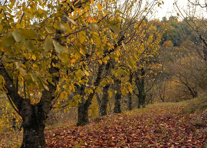 Cherry Douro Hill 펜션 *