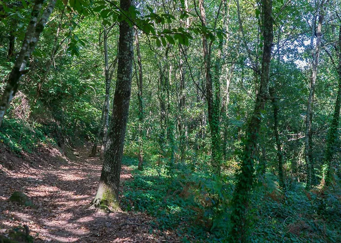 Cherry Douro Hill 레센데