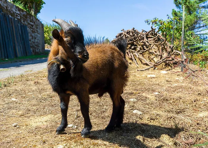 Cherry Douro Hill Prázdninový dům Resende